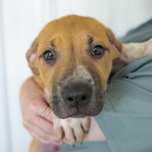 Louis, Terrier, puppy, available for adoption
