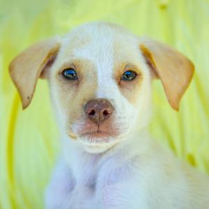 A close-up of a white puppy with blue eyes and floppy ears, sitting on a yellow background.