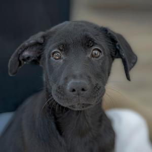 A close-up of a black puppy with big brown eyes and floppy ears, looking directly at the camera.