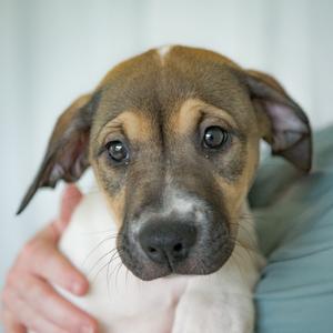 Evangeline, Terrier, puppy, available for adoption
