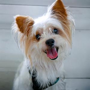 A close-up of a small dog with fluffy white and tan fur, standing against a light-colored wooden background. The dog has large, expressive eyes and its mouth is open with its tongue out, giving it a happy and playful expression.