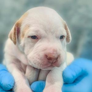 Franc, Hound, available for adoption