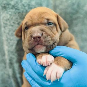 Krona, Hound, available for adoption