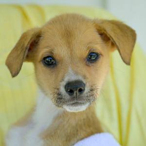 A close-up of a small puppy with big, expressive eyes and floppy ears, sitting on a yellow blanket.