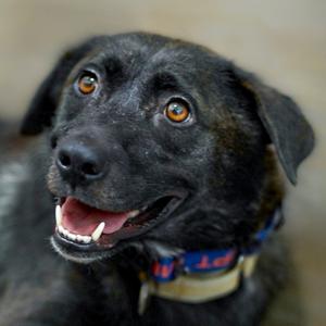 Mama Bear, Mixed Breed (Medium), adult, available for adoption