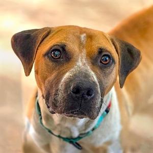 Lottie, Terrier, adult, available for adoption