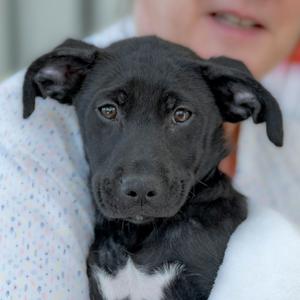 Dove (4), Retriever, Black Labrador, puppy, available for adoption