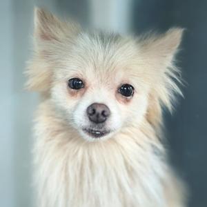 A close-up of a small, fluffy dog with light-colored fur and large, dark eyes.