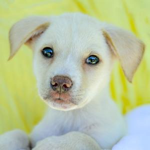 A close-up of a white puppy with blue eyes, lying on a yellow blanket.