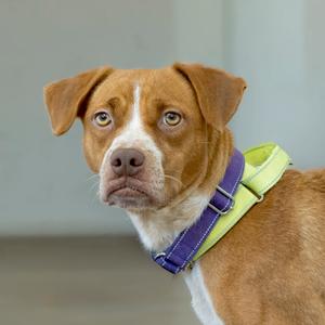 A brown and white dog wearing a purple and green harness