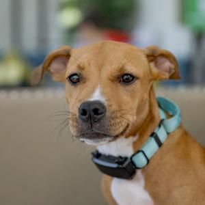 A brown and white dog with a blue collar