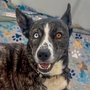 Opal, Husky, Alaskan, adult, available for adoption