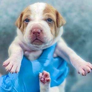 Florin, Hound, available for adoption