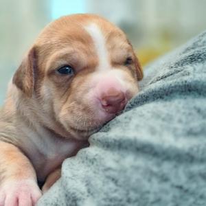 A close-up of a light brown puppy with a white stripe on its face, resting on a gray blanket.