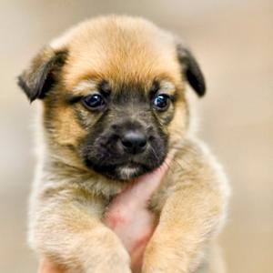 Grizzly Bear, Retriever, Labrador, puppy, available for adoption