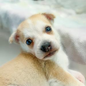 A close-up of a light brown puppy with big, expressive eyes, looking directly at the camera.