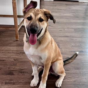 Prospero, Mixed Breed (Medium), adult, available for adoption