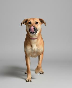 A brown dog with a pink collar licking its nose, standing on a gray background.