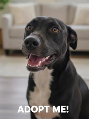 Blaze, Terriers (Small), adult, available for adoption