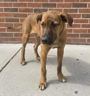 A brown dog standing on a concrete surface with a brick wall in the background.