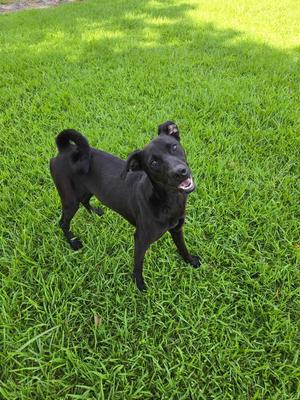 Juniper, Labrador Retriever / Schnauzer (Standard), adult, available for adoption