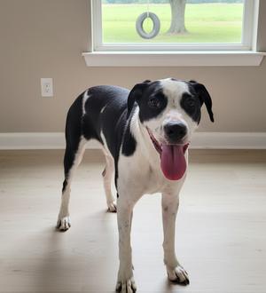 A black and white dog standing indoors with its tongue out, looking at the camera. The dog is in front of a window with a view of a green lawn and a tire swing hanging from a tree.