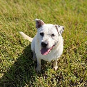 Chupi, Pit Bull Terrier / Wirehaired Fox Terrier, adult, available for adoption