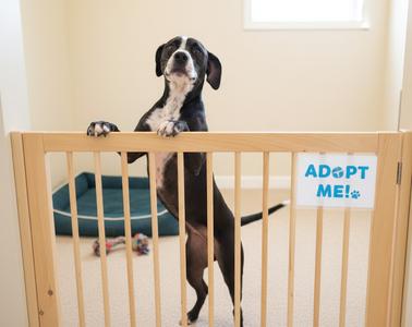 A black and white dog standing on its hind legs behind a wooden gate, with a sign that says "ADOPT ME!"