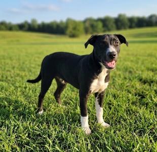 Bluey, Labrador Retriever / Border Collie, adult, available for adoption
