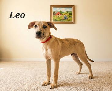 A light brown dog named Leo standing on a carpeted floor, wearing a red collar, with a framed painting on the wall behind it.