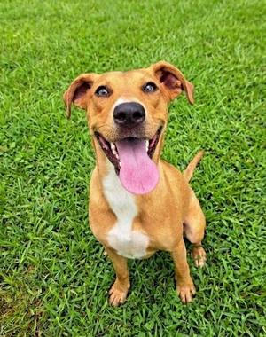 Caramel, Hound (Unknown Type), adult, available for adoption