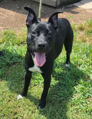 Lorelai, Pit Bull Terrier, available for adoption