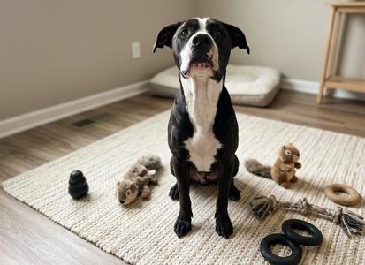 Boudreaux, Pit Bull Terrier, adult, available for adoption