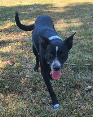 A black and white dog with a pink tongue out, walking on grass.
