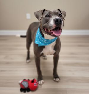 A happy pit bull terrier wearing a blue bandana, standing on a wooden floor with a red toy nearby.