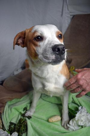 Dorothy, German Shepherd Dog / Terriers (Small), adult, available for adoption