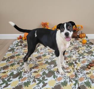 A black and white dog standing on a floral blanket with autumn decorations in the background.