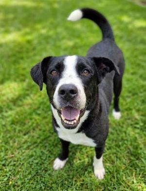 Haribo, Hounds (All Types), adult, available for adoption