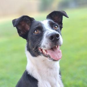 A black and white dog with floppy ears and a happy expression, sitting on a grassy field.
