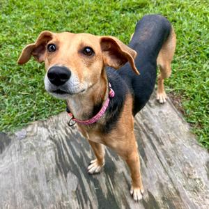 Gibbs FKA Lime, Hound, adult, available for adoption