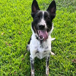 Geppetto, Cattle Dog, Australian (Blue Heeler), adult, available for adoption