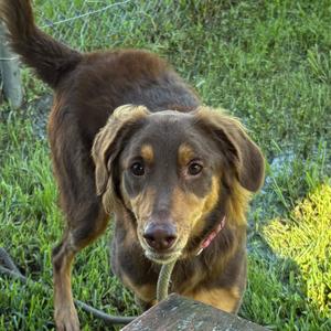 Reese's FKA Juniper, Mixed Breed (Medium), adult, available for adoption