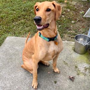 Bella FKA Candi, Pinscher, Doberman, adult, available for adoption