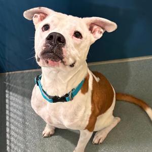 Miami, Boxer, adult, available for adoption