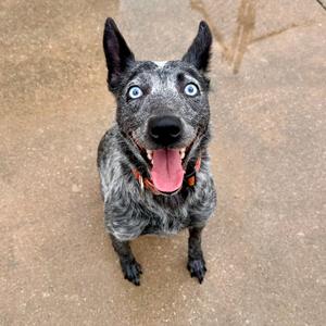 Harvest, Cattle Dog, Australian (Blue Heeler), adult, available for adoption