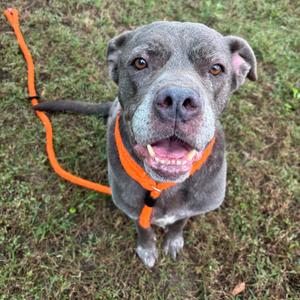 A gray dog with a black muzzle and brown eyes is wearing an orange harness and leash, standing on grass and looking up with its mouth open.