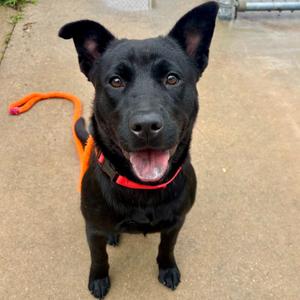 Lettie, Chow Chow, adult, available for adoption