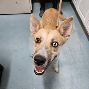 a brown and white dog with blue eyes looking up at the camera