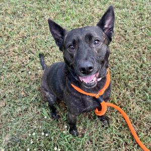 A black dog with a bright orange leash sitting on grass.