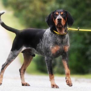 Jethro, Hound, adult, available for adoption